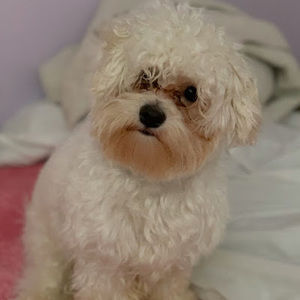 Meet your Posher, Priscilla